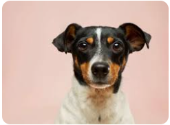 pet image