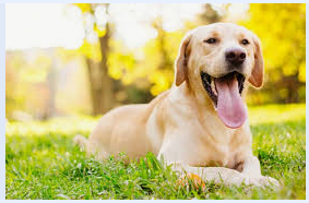 pet image