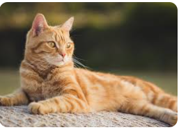 pet image