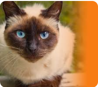pet image