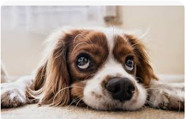 pet image